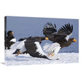 Chasing in. Sergey Eagle Gorshkov 30 x Sea 20 Stellers - Kamchatka, Away Another Adult, Russia Print Art